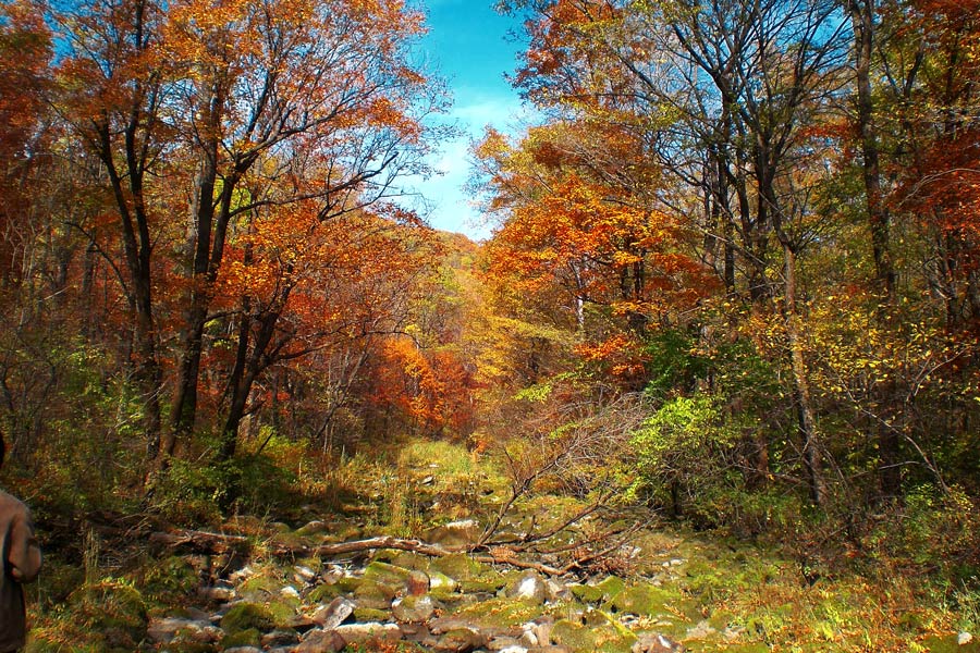 心画的风景 摄影 完颜鸭不飞