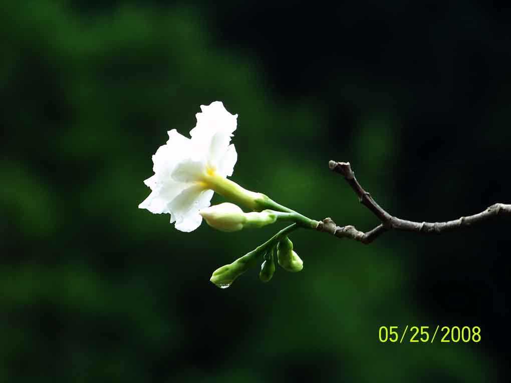 雨中花 摄影 倩女幽魂