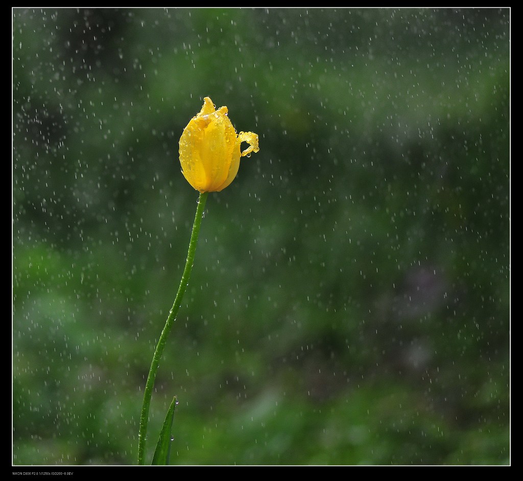 在雨中 摄影 XIHUANXUE