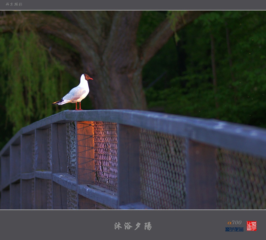 沐浴夕阳 摄影 梦游天下