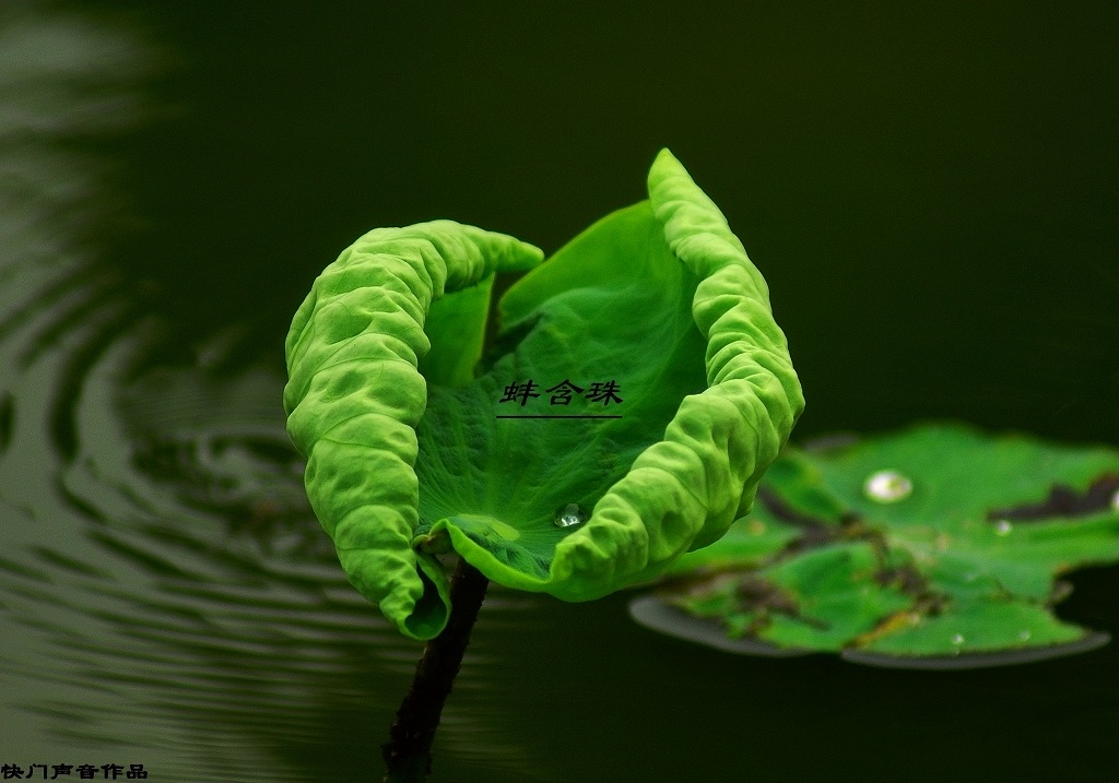 荷塘一 摄影 快门的声音