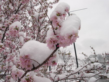 雪景 摄影 菜中菜