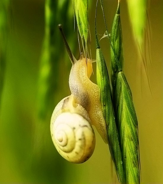 蜗牛 摄影 海山掠影