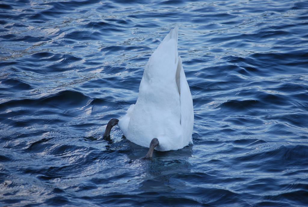 die Gans im Gardasee 摄影 飘飘Elisa