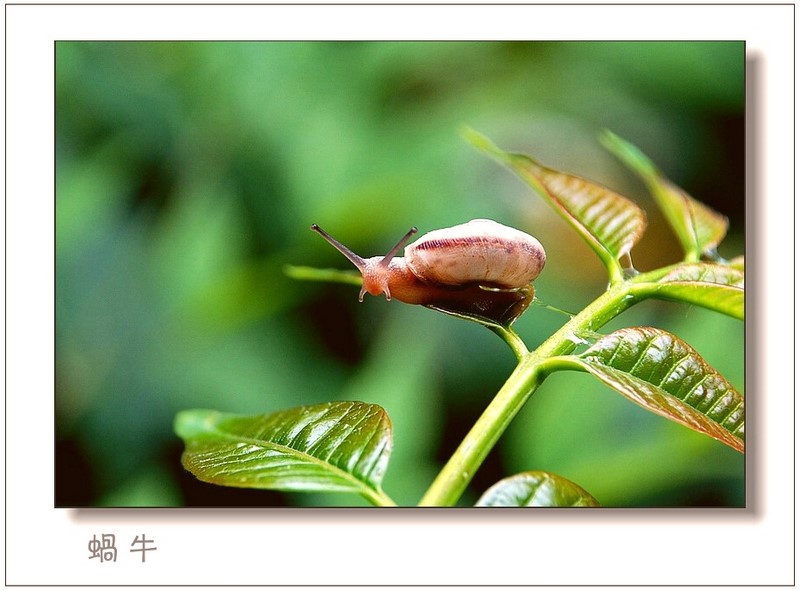 蜗牛 摄影 老树新芽