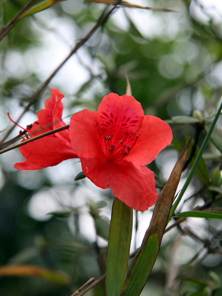 杜鹃花 摄影 游走