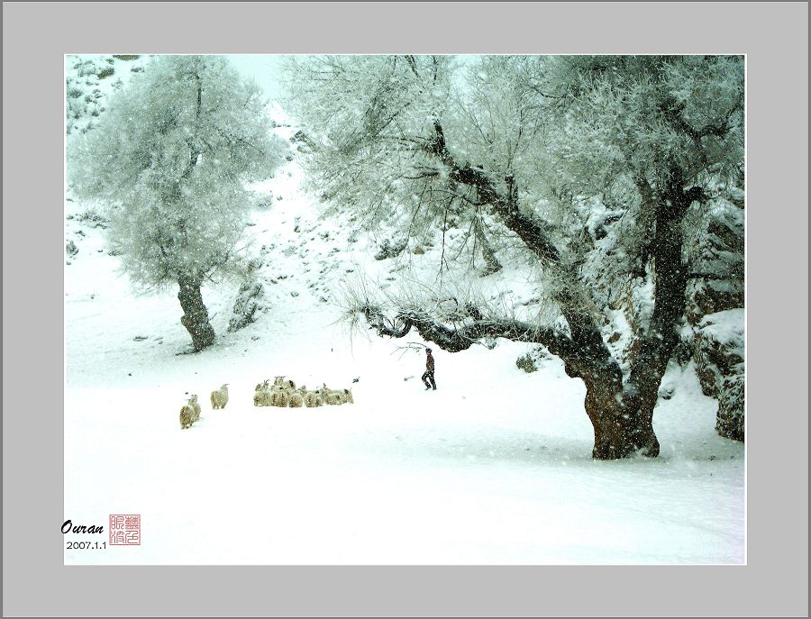 雪天牧羊 摄影 蓝色眼波