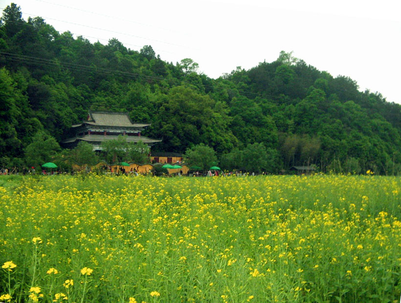 婺源油菜 摄影 马兰草