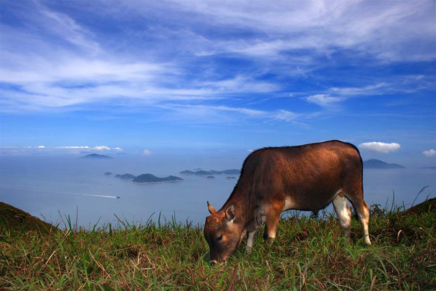 高山上的野牛 摄影 人土土