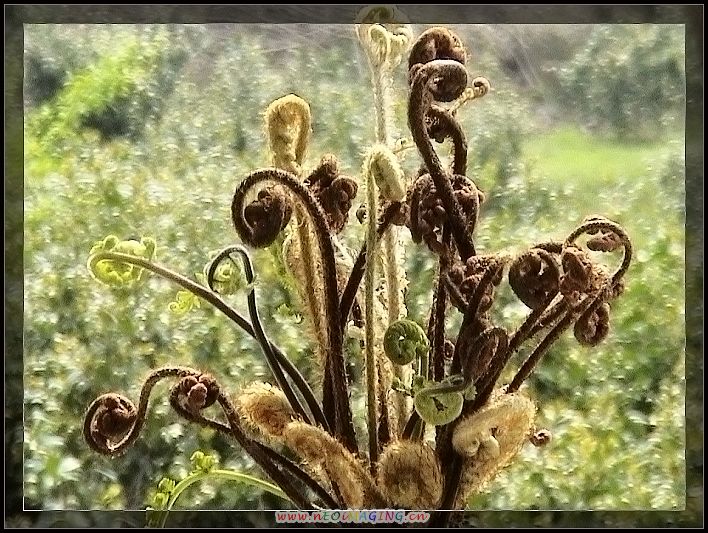 蕨菜 摄影 快乐就是健康