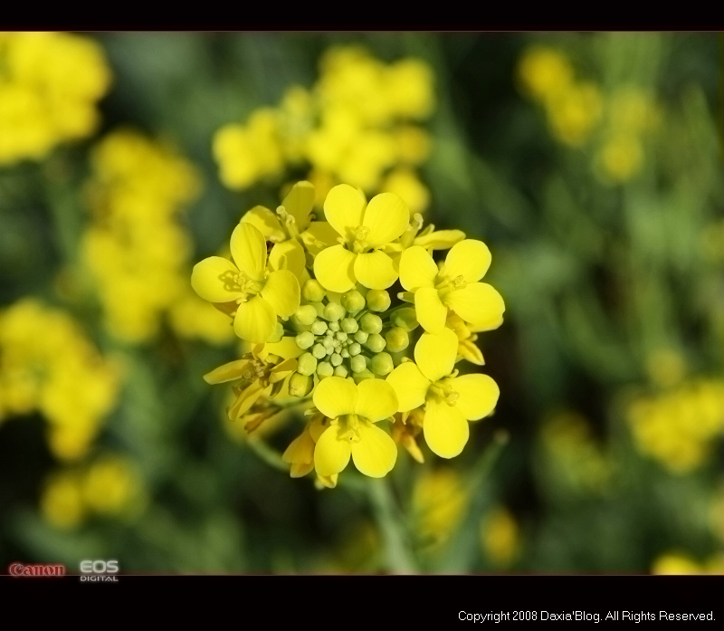 油菜花 摄影 40D-大虾