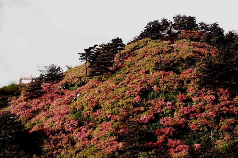 漫山红遍 摄影 一镜心怡