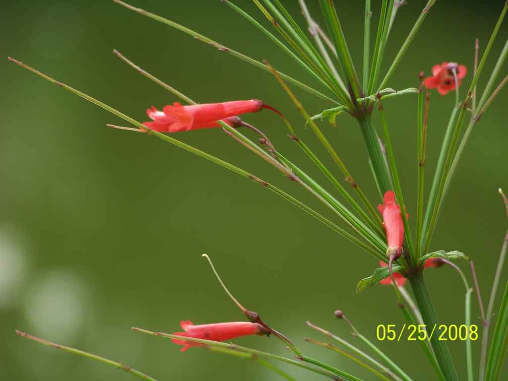 雨中花2 摄影 倩女幽魂