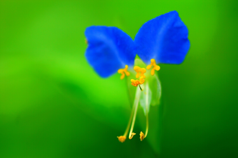 我是一朵小小花 摄影 bjflower