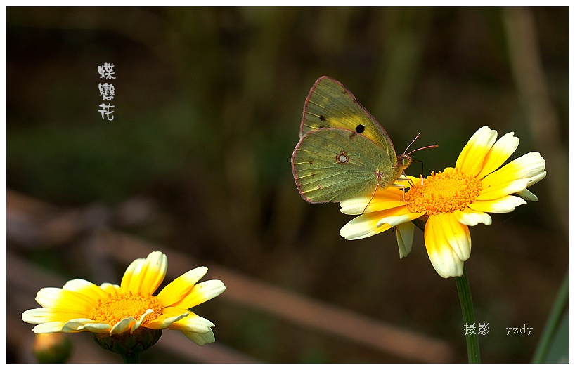 蝶恋花 摄影 雨做的云