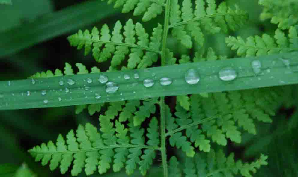 雨露 摄影 凡素