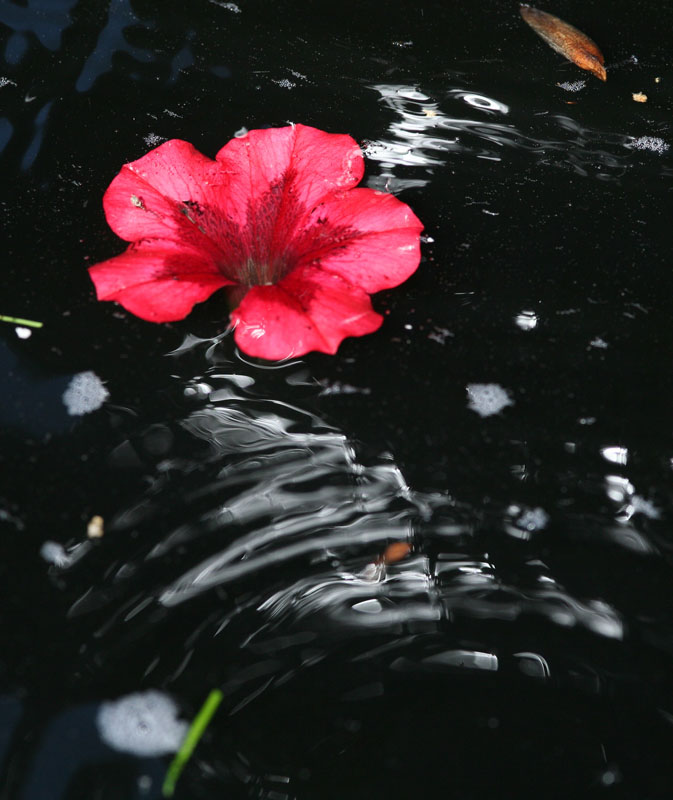 水中花 摄影 红逸