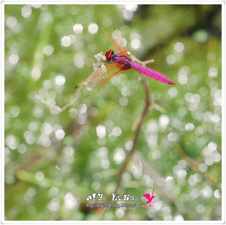 紫红蜻蜓 摄影 木木风