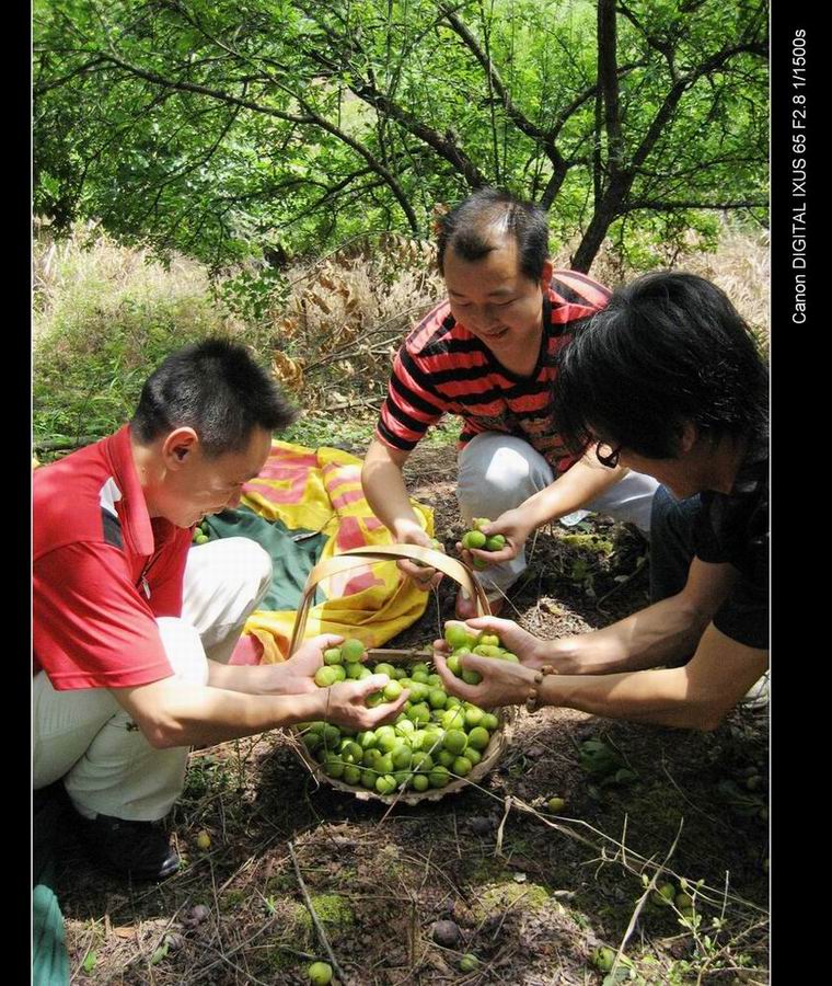 果园乐 摄影 田园笛声