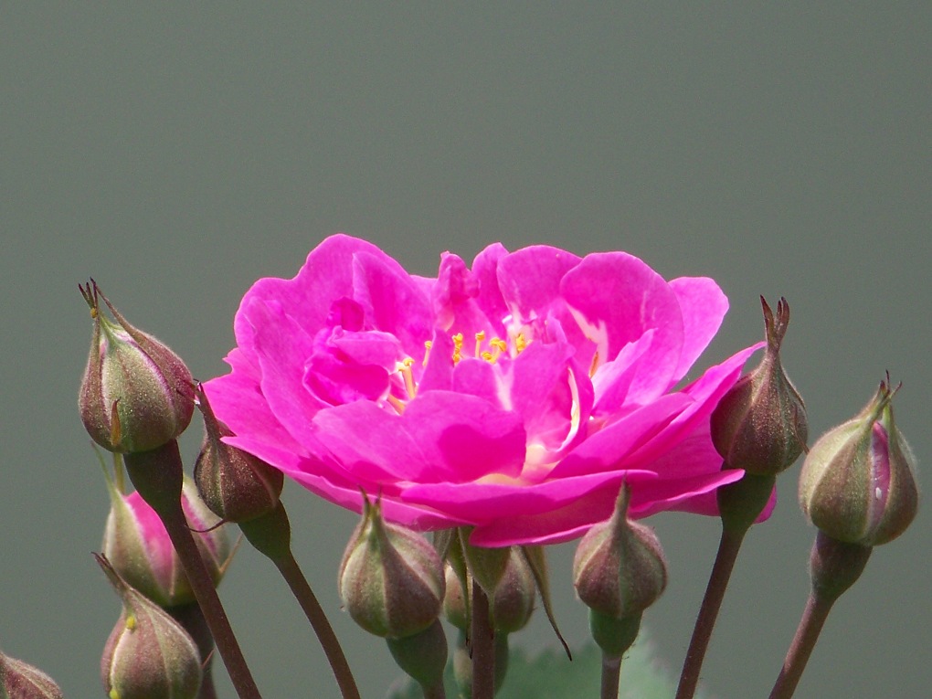 花 摄影 没天理