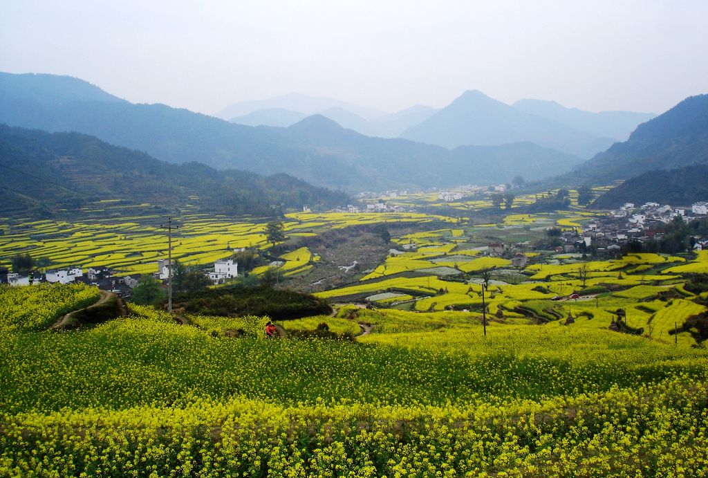 花海 摄影 冷香茶