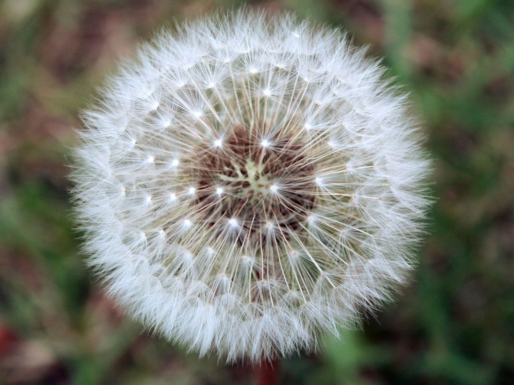 蒲公英花絮 摄影 飞云小象