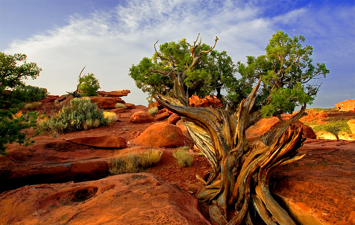 Capitol Reef National Park. UT 摄影 yuhan