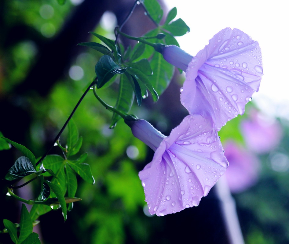 牵牛花. 摄影 阳光苹果