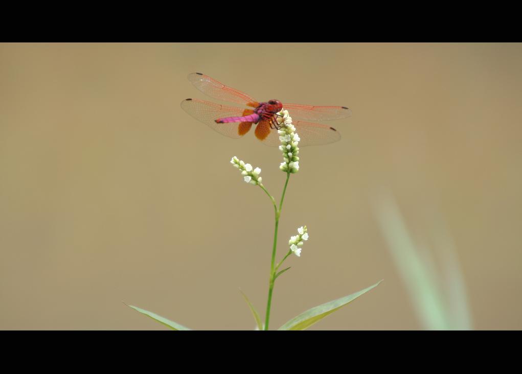 蜻蜓 摄影 ylhphoto