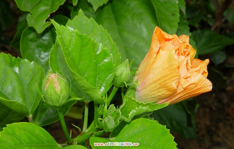 菜园里的花 摄影 快乐天使小钟