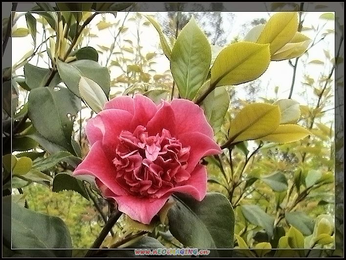 茶花 摄影 快乐就是健康