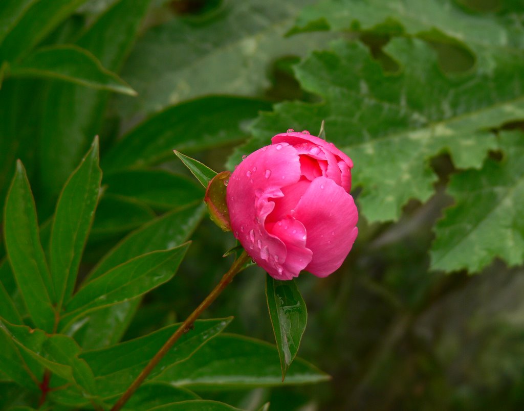 芍药花 摄影 沉默DCS