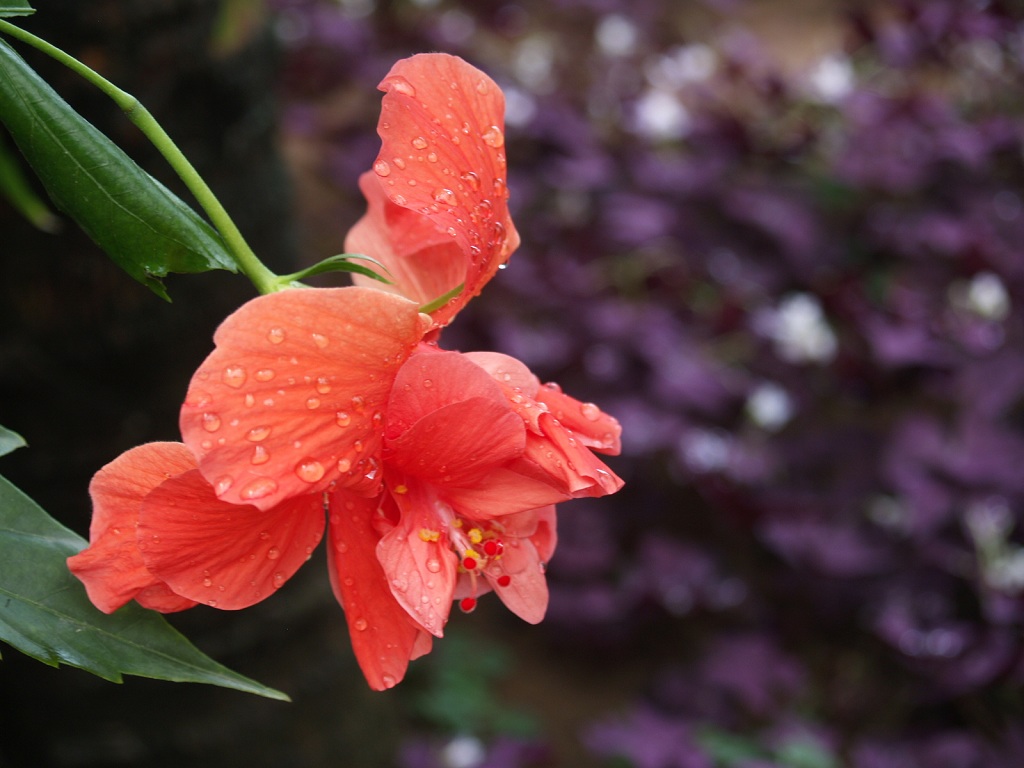 欲滴 摄影 春雨秋风