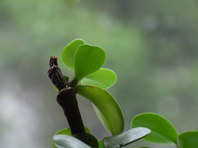 新芽 摄影 陇上汉