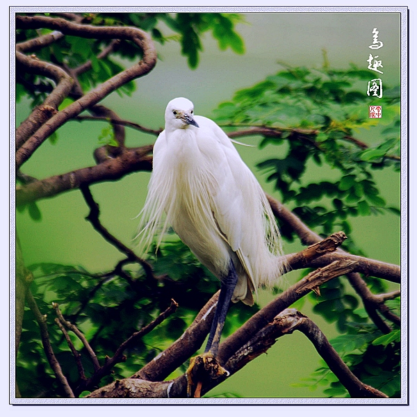 风度翩翩 摄影 云中人家