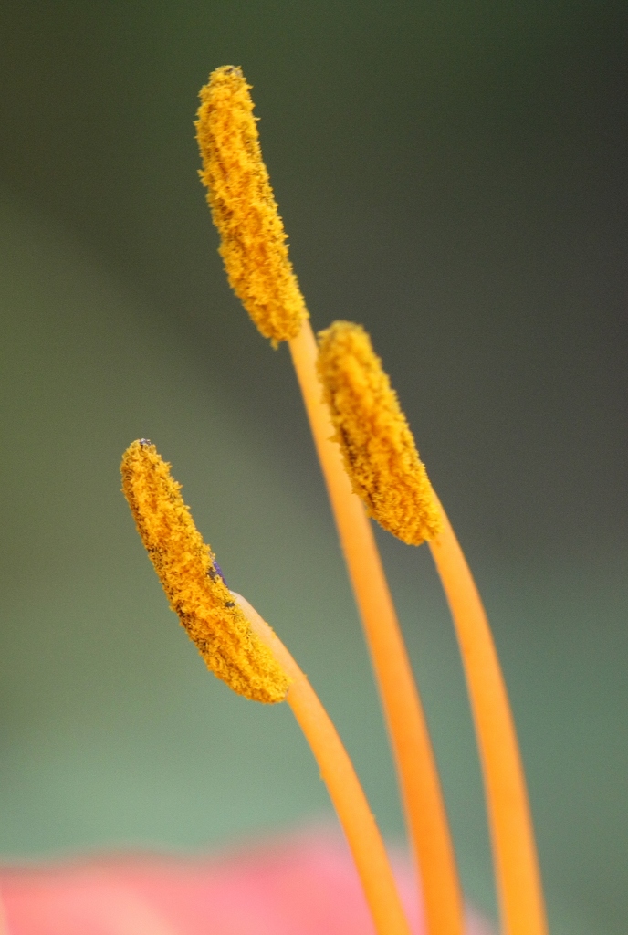 花蕊 摄影 ajim