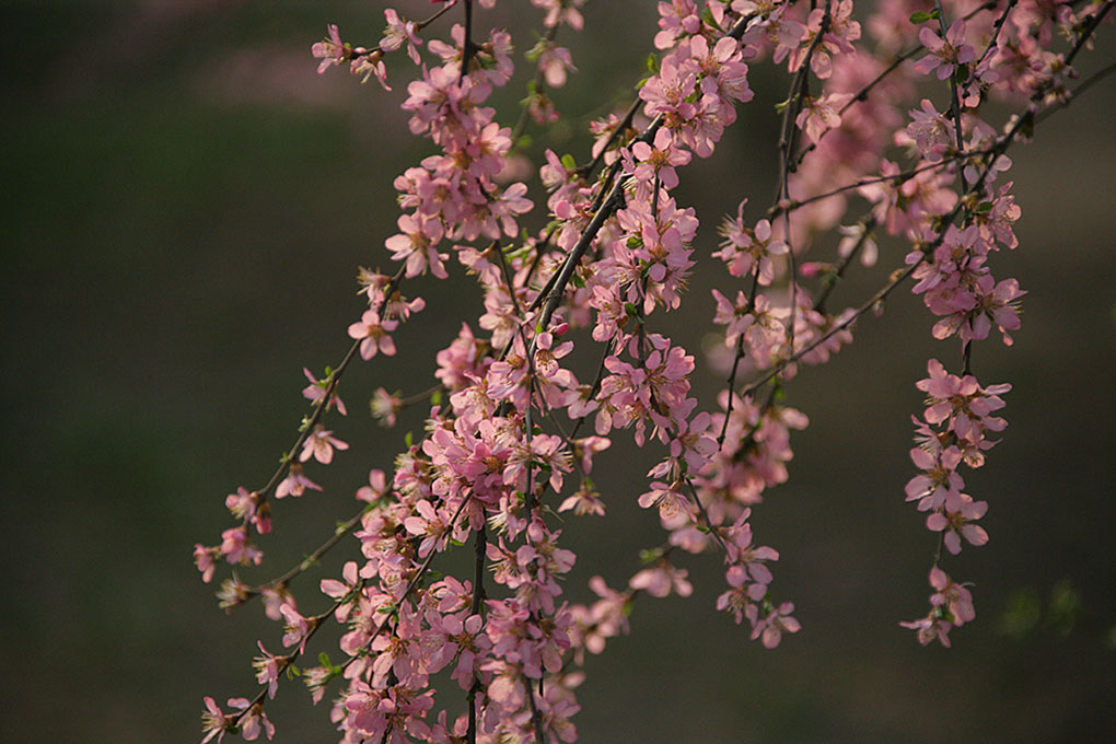 春色 摄影 梨花儿