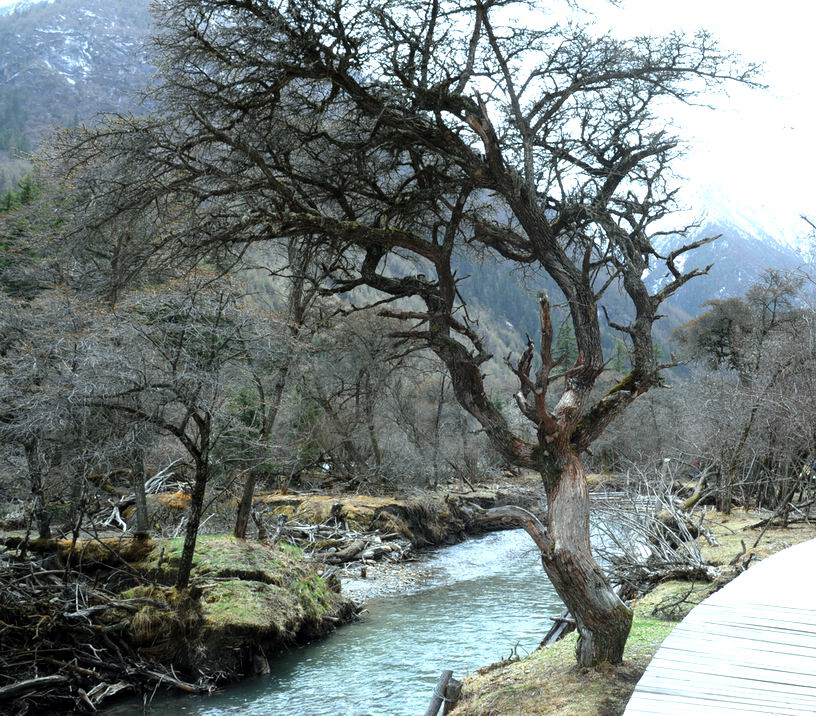 四姑娘山双桥沟风光:雪山、枯树、流水和栈道 摄影 吴大叔