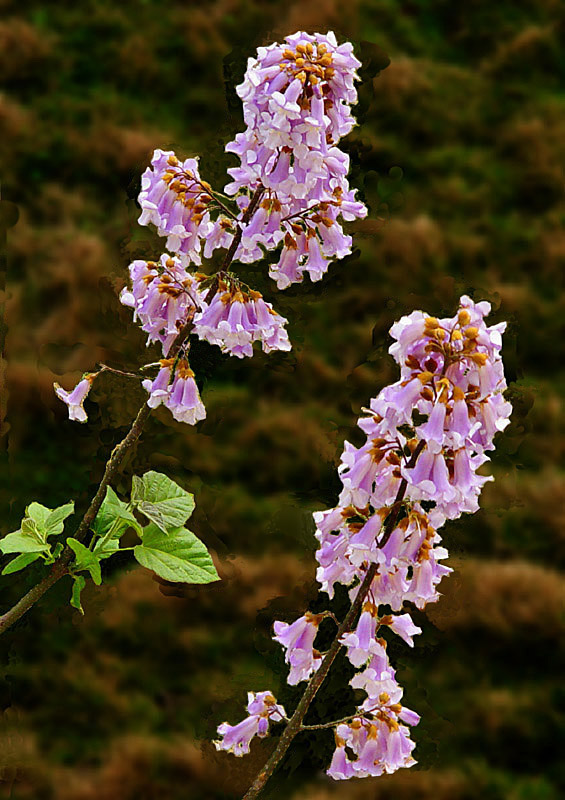 泡桐花 摄影 morningtigr