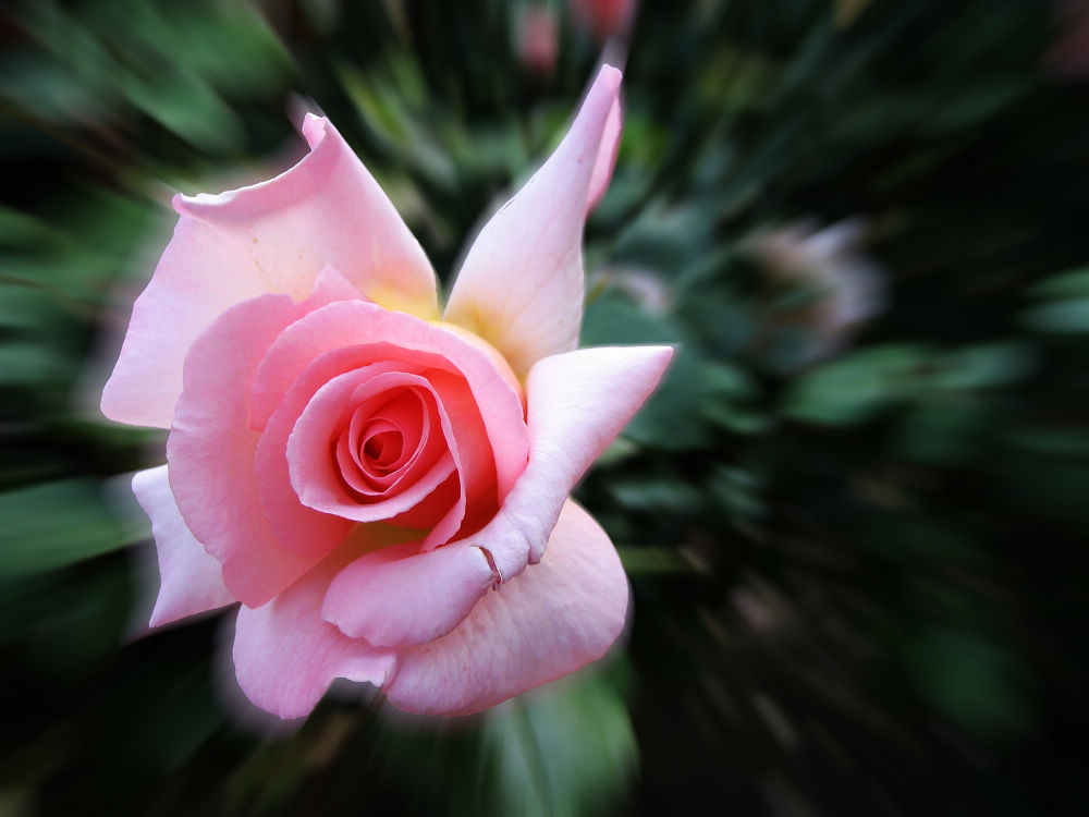 笑靥如花 摄影 笑靥如花