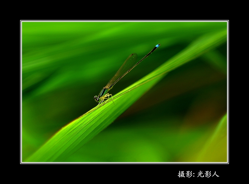 豆蜋 摄影 光影人