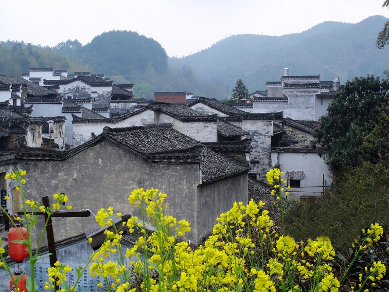 白墙、黛瓦、油菜花 摄影 冷香茶