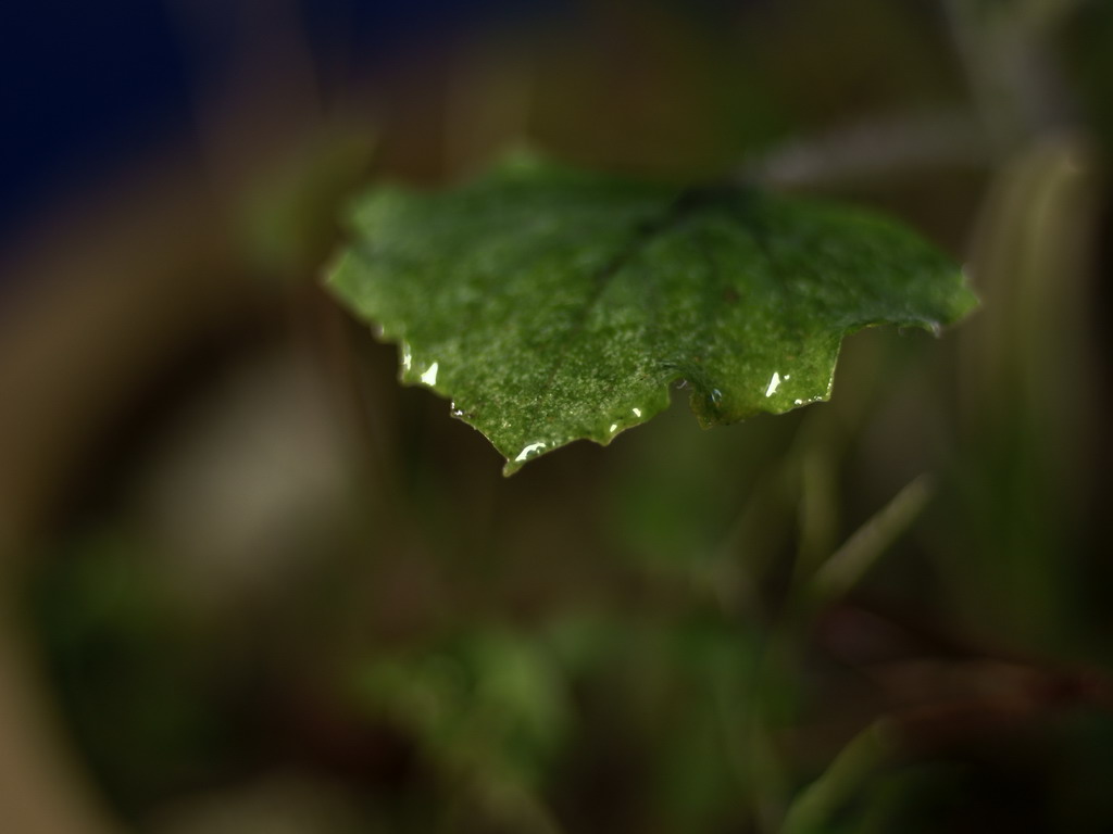 残叶听雨 摄影 月色小筑