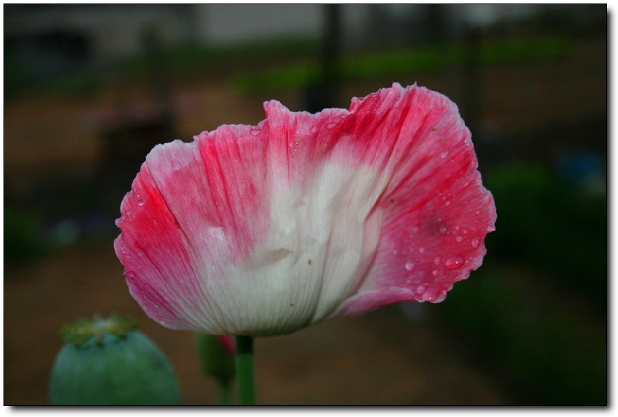 出水芙蓉。。 摄影 今日有约