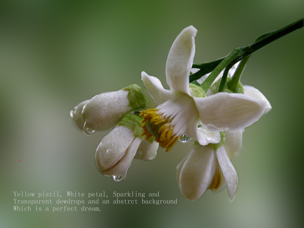 桔子花 摄影 雨婷