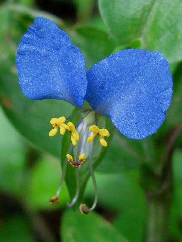 花 摄影 成林