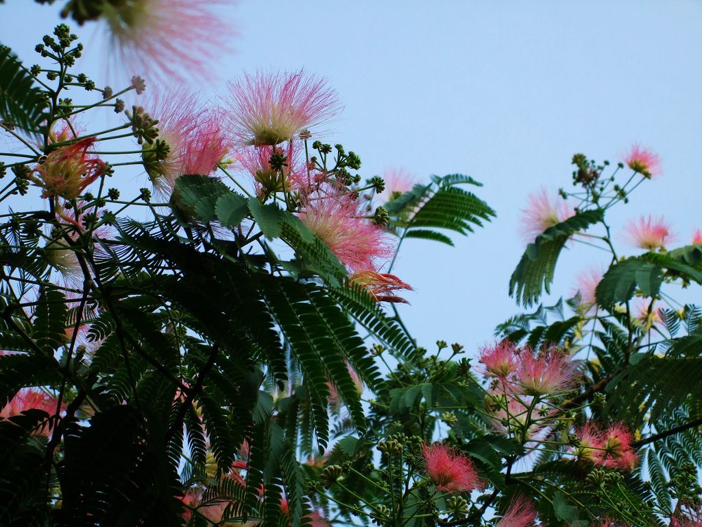 绒花盛开 摄影 雅贞08