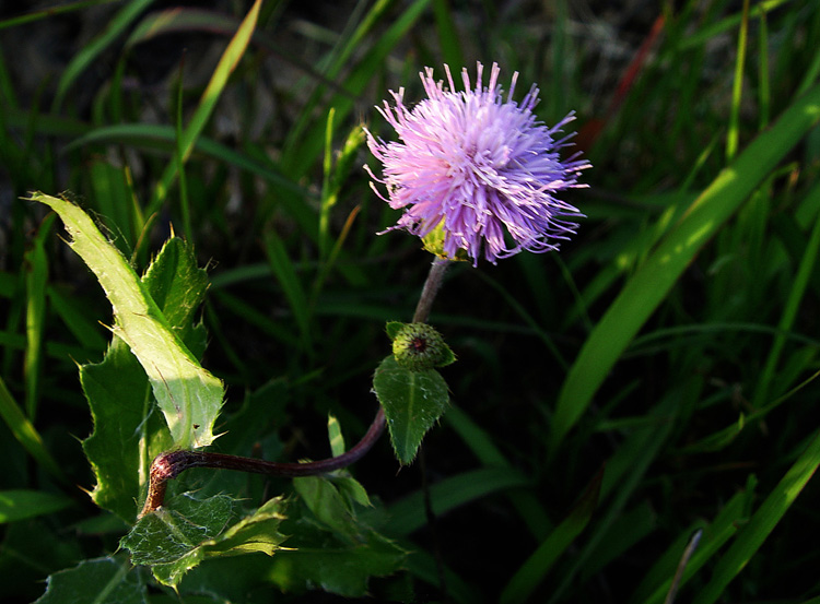 刺菜花 摄影 morningtigr