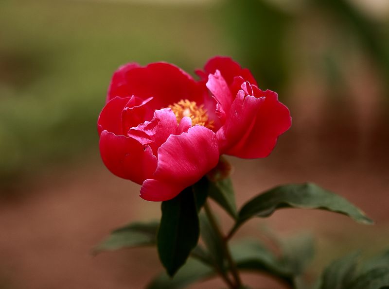 芍药花 摄影 初学影人