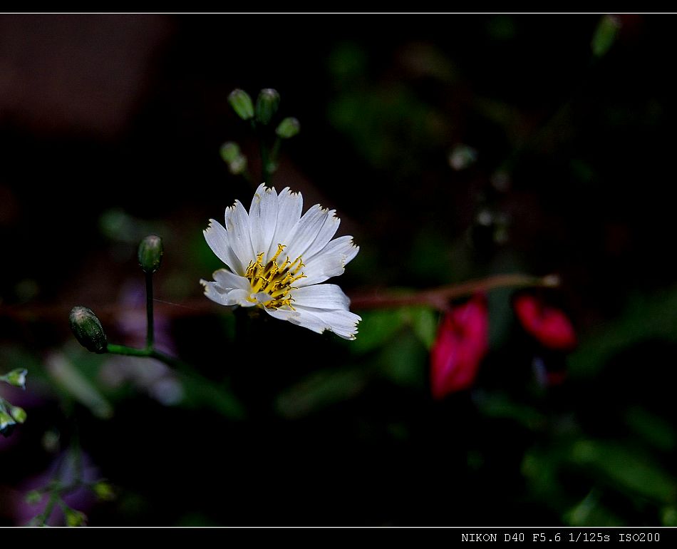 苦菜花 摄影 阳光_男人